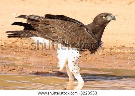 Martial Eagle (Polemaetus bellicosus) in rain puddle in the the Kalahari Desert after a thunderstorm?