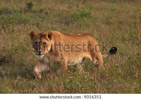 Young lion stalking (Panthera  leo)