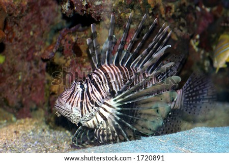 Lion Fish in the Red Sea, Israel