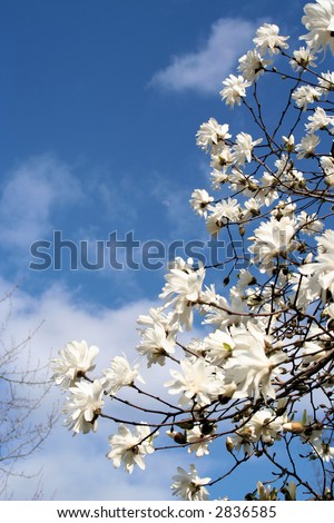 Spring Sky and Flowers