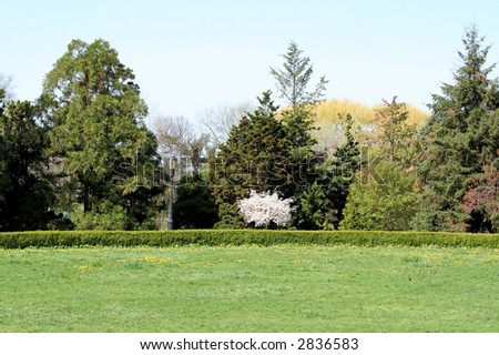 Garden Meadow in Spring
