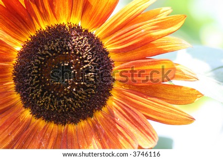 Red and yellow Sunflower