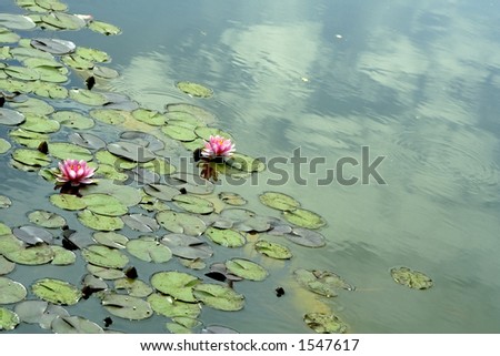 Green and rose water lily
