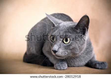 Portrait of a Russian blue cat on a brown background. Studio shot.