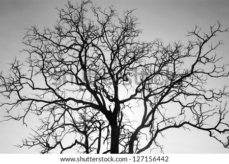 Dead tree branch, black and white.