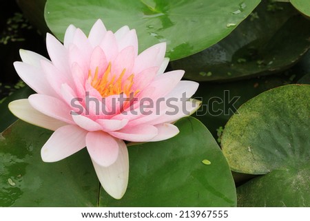 Macro close up petal  lotus flower, green leaves background.