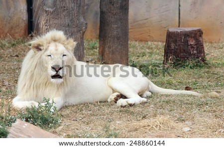 Male white lion resting on ground.