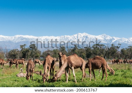 A group of camels grazing on fresh pasture between the Atlas mountains and Sahara desert in Morocco.