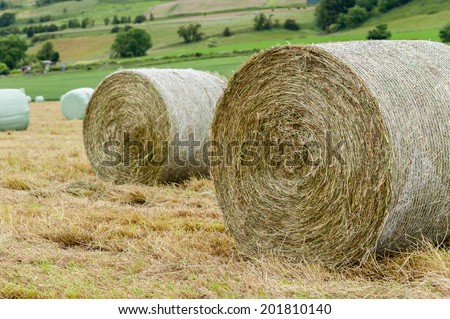 Rolled bales of hay to be wrapped and made into haylage.