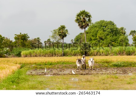 TRICHY, INDIA - JAN 13: A farmer ploughs his field with a pair of oxen in preparation for rice planting on January 13, 2014 inTrichy, Tamil Nadu, India.