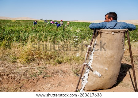 SANLIURFA, TURKEY - SEPTEMBER 27: A cotton picking manager during the harvest on September 27, 2012 in Sanliurfa, Turkey. Turkey is the sixth largest producer of cotton in the world.