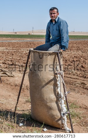 SANLIURFA, TURKEY - SEPTEMBER 27: A cotton picking manager on a sack holder during the harvest on September 27, 2012 in Sanliurfa, Turkey. Turkey is the sixth largest producer of cotton in the world.