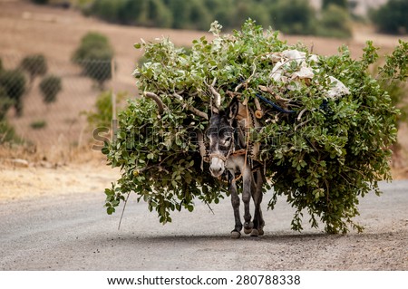 A donkey carrying a large load of cut branches heads for home along a road.
