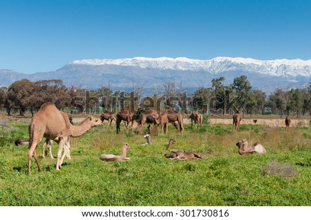 A group of camels grazing on fresh pasture between the Atlas mountains and Sahara desert in Morocco.