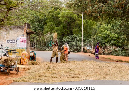 CHETTINAD, INDIA - JANUARY 13, 2014 : A faming family engaged in threshing rice on a road in rural south India.
