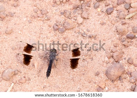 Banded Groundling (Brachythemis impartita), male on the ground, Gambia. Imagine de stoc © 