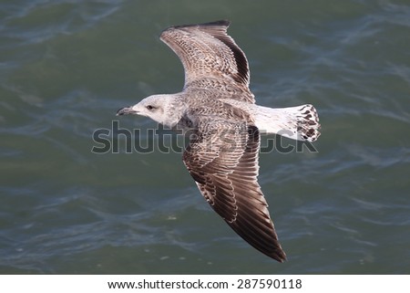 Herring Gull (Larus argentatus), first winter (1w) in flight over the sea, Coverack, Cornwall, England, UK.