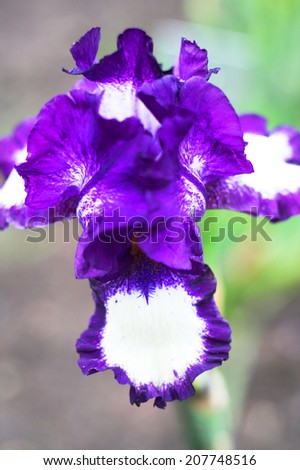 Blooming violet iris in the garden. Macro.