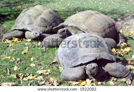 Three Aldabra Giant Tortoises in a zoo.