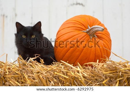 Icons of October and fall, a black cat and a pumpkin.