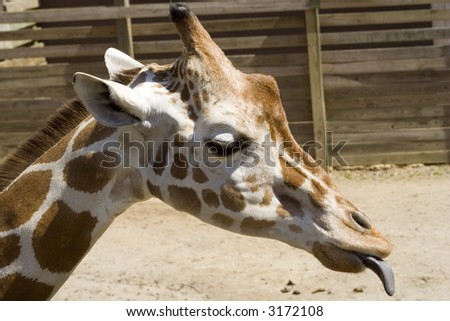 Giraffe sticking out tongue