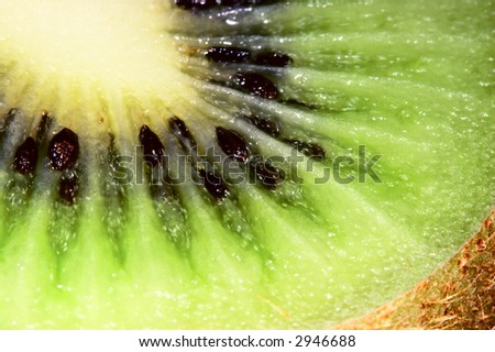 Pith of Kiwi fruit. Close up