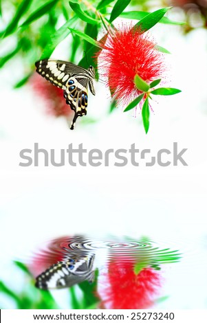 Butterfly on the flower above the pure water