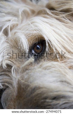 Kind eyes of a Romanian Shepherd dog