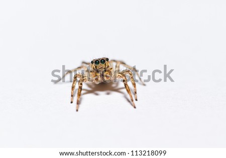 animal jumping spider isolated on white