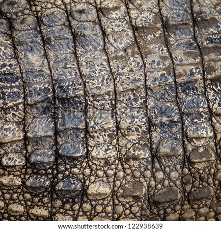 Crocodile Skin Texture Stock Photo 122938639 : Shutterstock