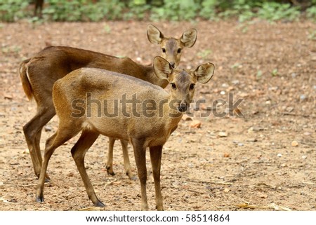 Two deer against a backdrop of earth