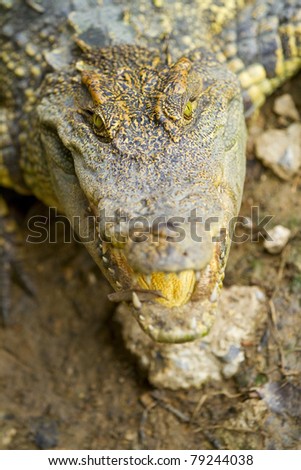 Head of an African nile crocodile closeup