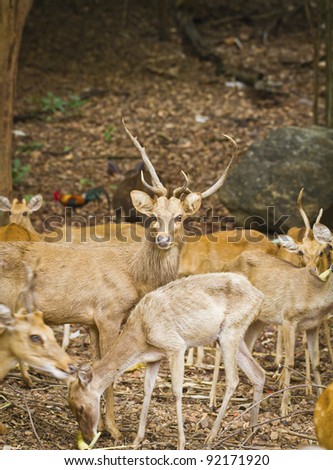 Wild eld or deer, taken in a sunny afternoon, can be use for various wild animal concepts and print outs.