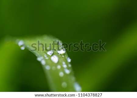 Dew Drops