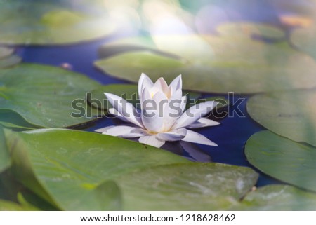 Lotus In