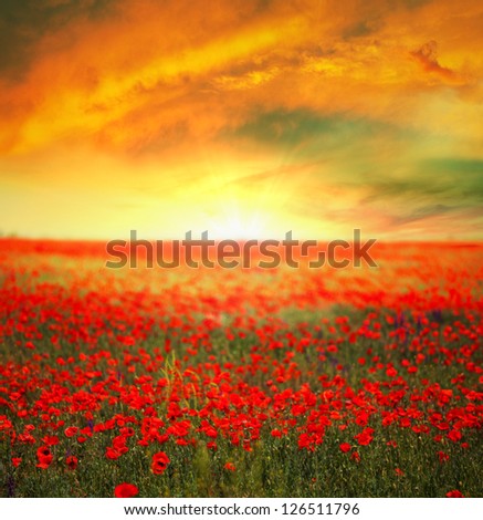 Poppy field at sunrise