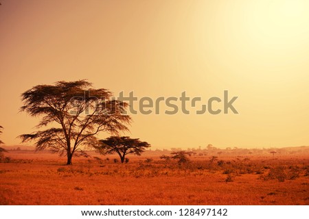 Quiver tree in Namibia, Africa