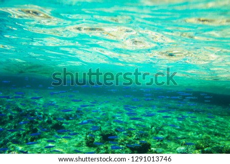 Fish Under