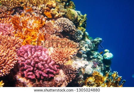 Living Coral