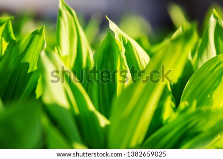 Bright Spring