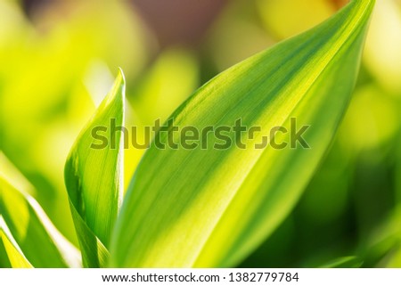 Bright Spring