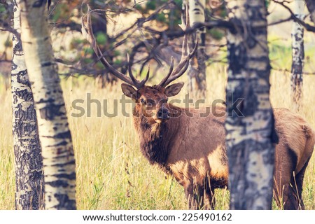 Deer In