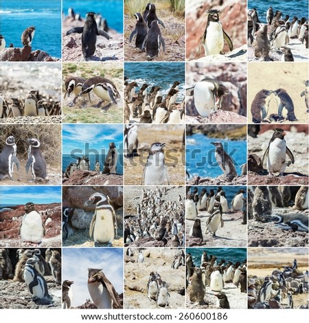 Penguins life in Patagonia