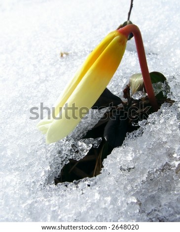 First flower in snow in Caucasus mountains