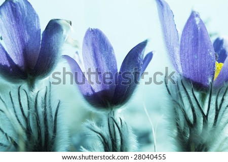 Flowers in hands