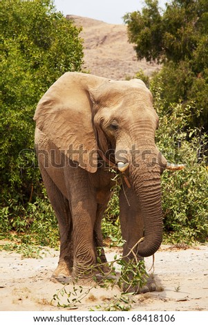 Elephant  in savannah