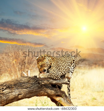 leopard on tree at dawn