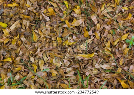 Abstract background of autumn leave