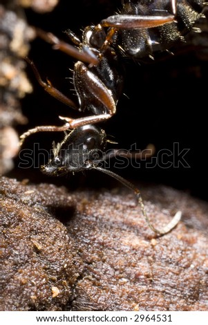 Black carpenter ant climbing down