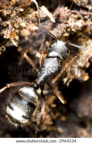 Black carpenter ant viewed from the top